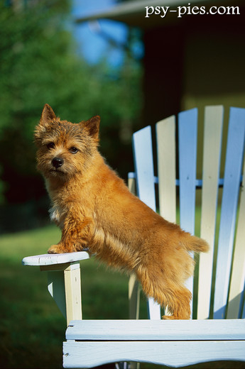 Norwich terrier siedzący na krześle w domu