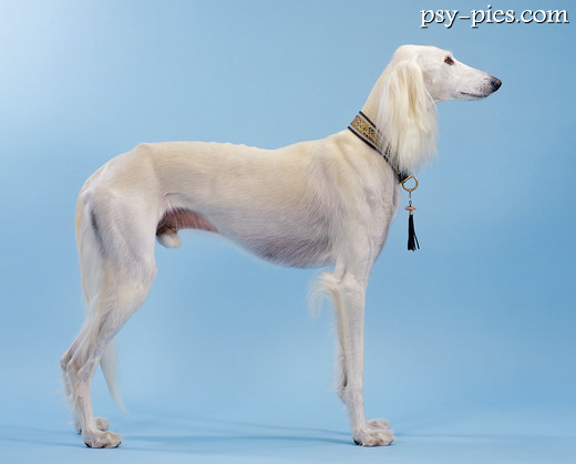 Saluki z profilu zgodnie ze wzorcem rasy
