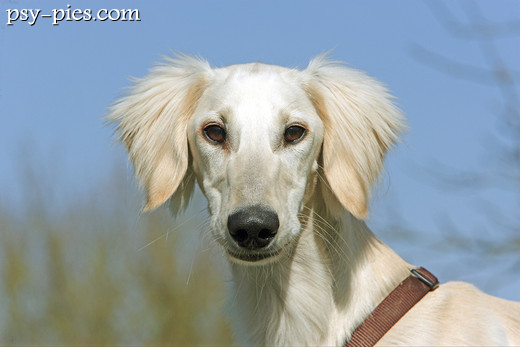 Młody saluki odpoczywający na legowisku