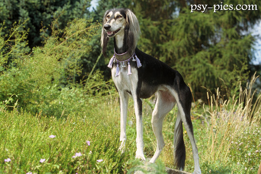 Saluki z długimi frędzlami na uszach