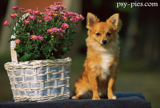 Chihuahua