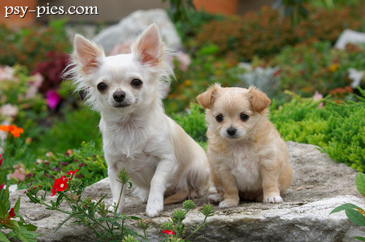 Chihuahua