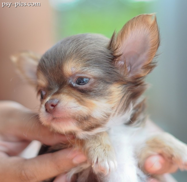 Chihuahua