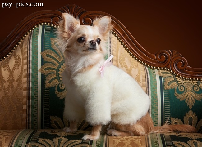 Chihuahua