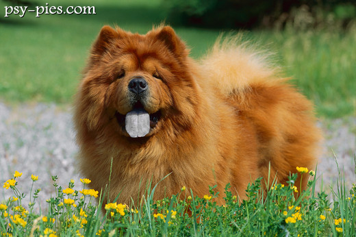 Chow chow