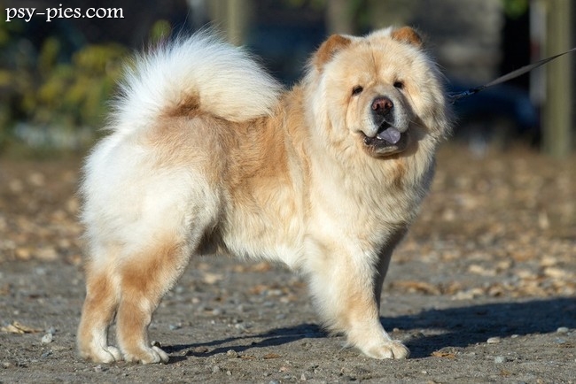Pies Chow chow