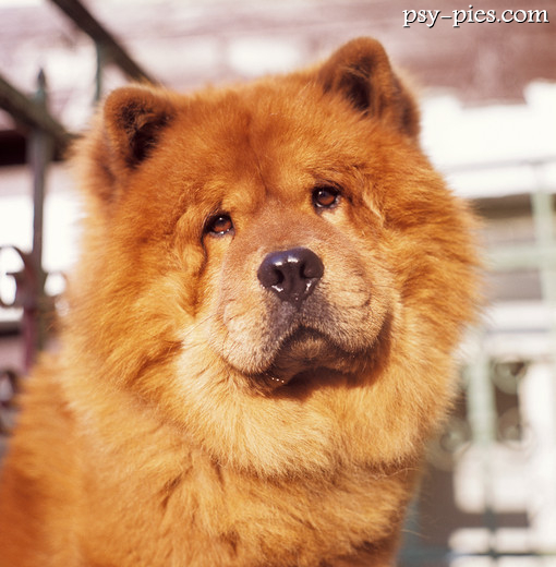 Chow chow
