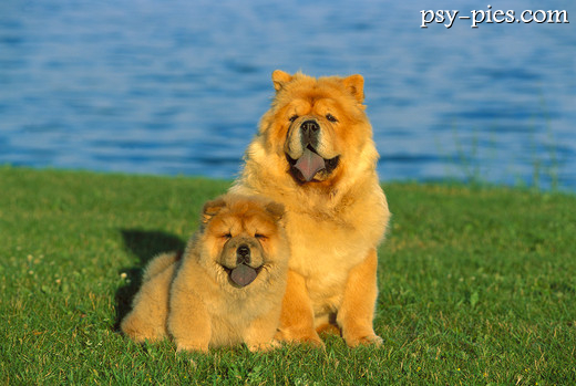 Suka Chow chow z młodym