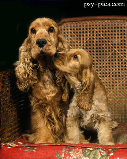 Cocker spaniel angielski