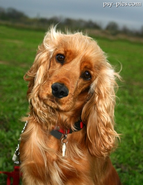 Cocker spaniel angielski
