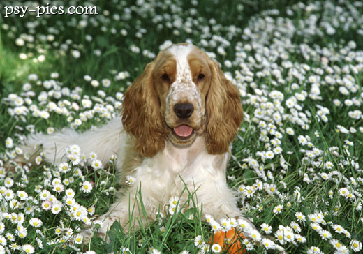Cocker spaniel angielski