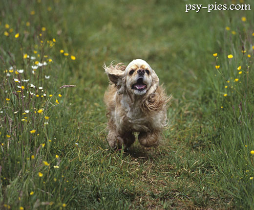 Cocker spaniel amerykański biegający po łące