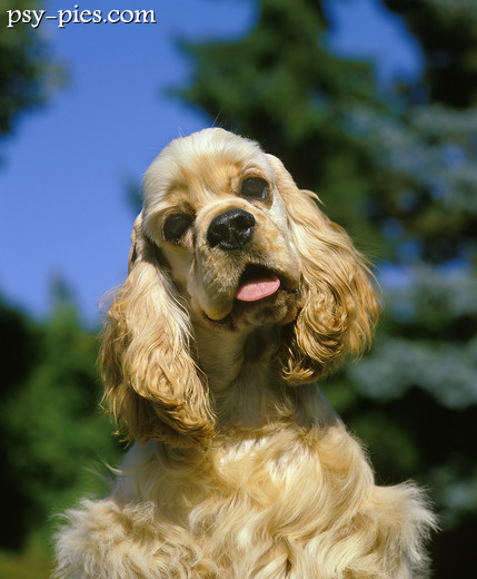 Cocker spaniel amerykański skupiony na opiekunie podczas treningu