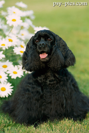 Czarny cocker spaniel amerykański po pielęgnacji u groomera