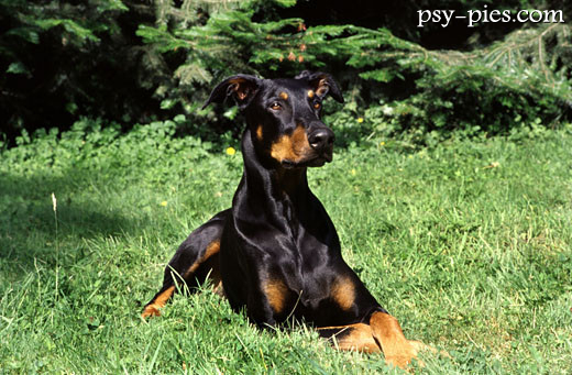 Doberman