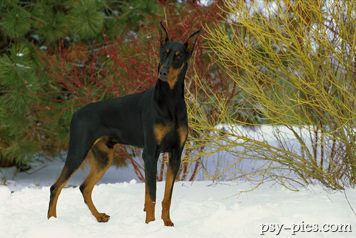 Doberman