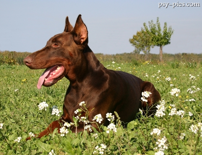 Doberman