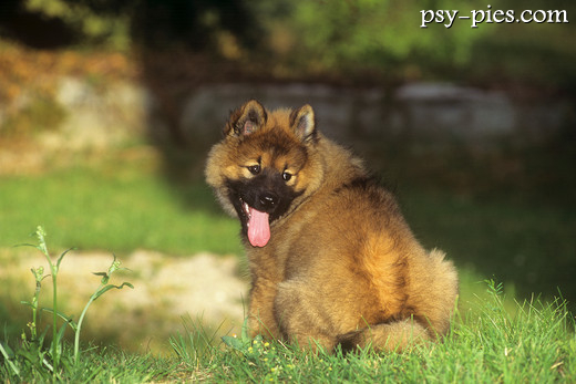 Eurasier
