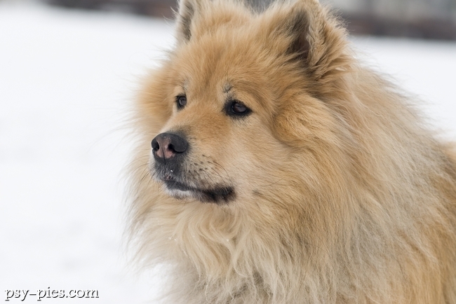 Eurasier