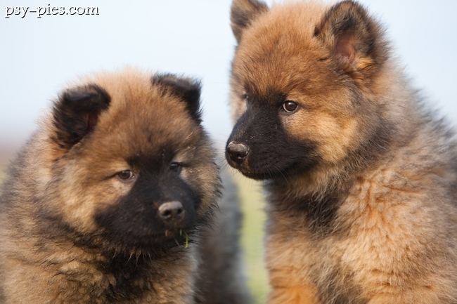 Eurasier