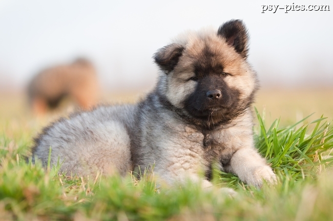 Eurasier