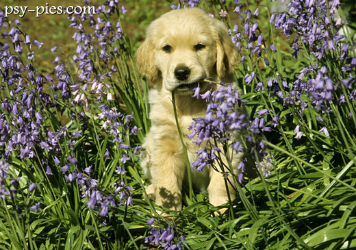 Szczeniak golden retrievera w fioletowych kwiatkach