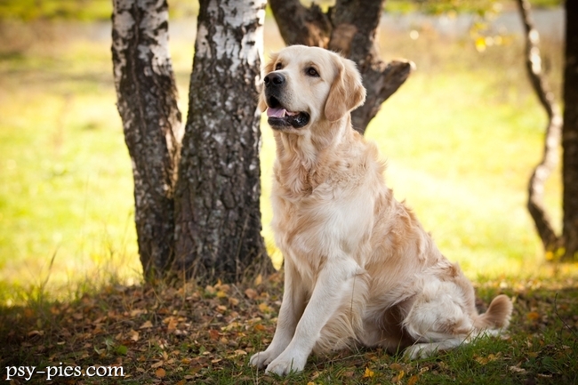 Golden retriever aportujący zabawkę