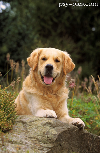 Golden retriever, pies który kocha ludzi