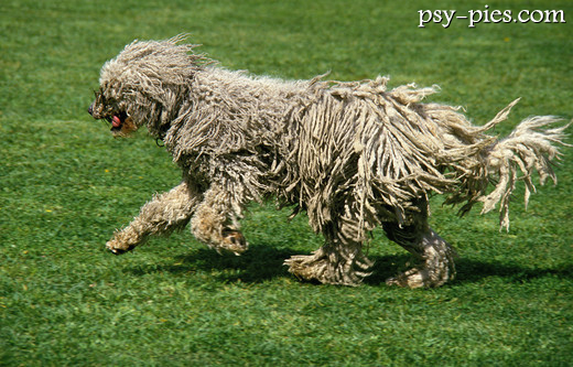 Owczarek węgierski Komondor