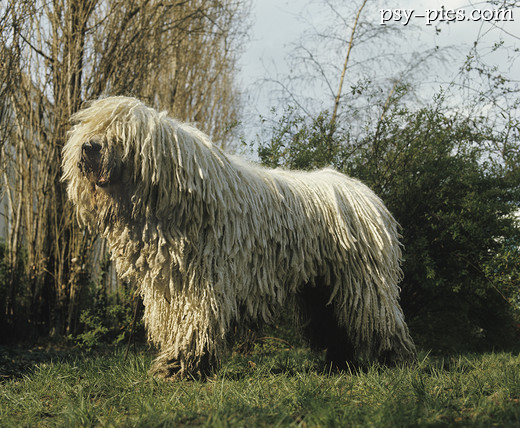 Owczarek węgierski Komondor