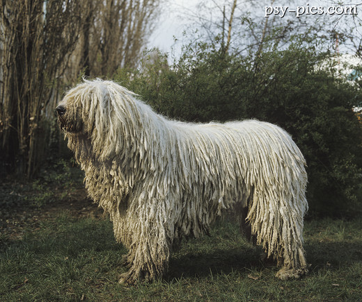 Owczarek węgierski Komondor
