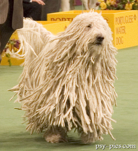 Owczarek węgierski Komondor