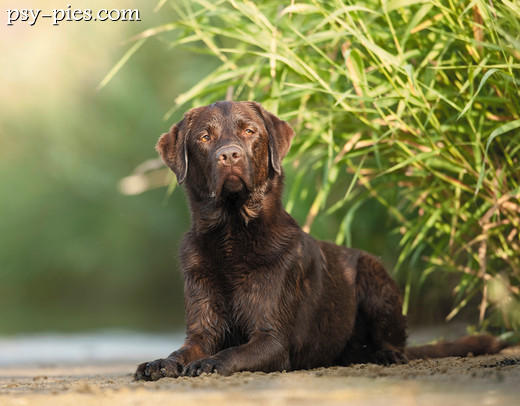 Mokry labrador po kąpieli w wodzie