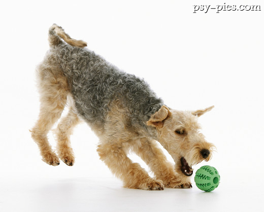 Lakeland terrier