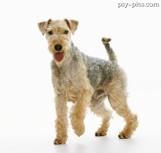 Lakeland terrier