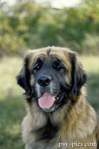 Leonberger