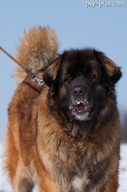 Leonberger