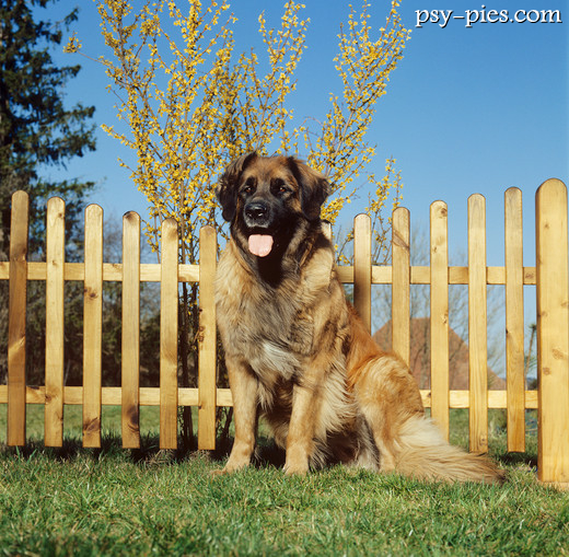 Leonberger