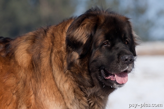 Leonberger