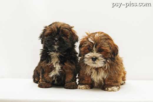 Dwa szczeniaki lhasa apso