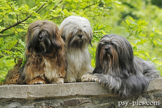 Trzy szczeniaki lhasa apso w różnych umaszczeniach