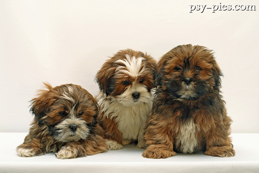 Szczenięta lhasa apso w hodowli