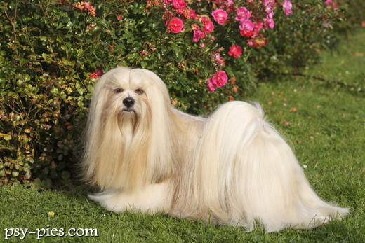 Lhasa apso zgodny z wzorcem rasy