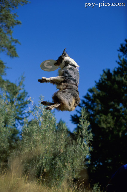 Łapanie frisbee