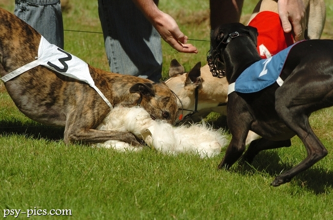Coursing