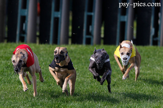 Coursing