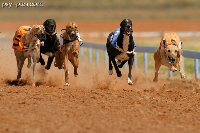 Coursing