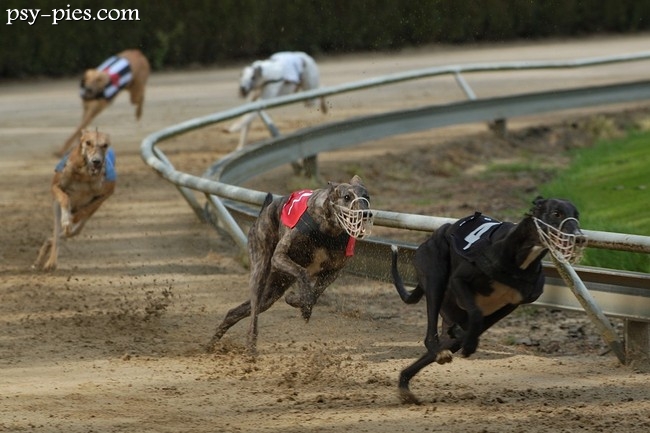 Coursing