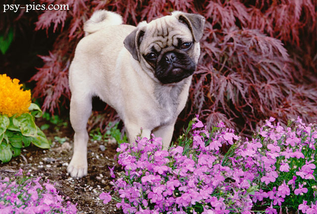 Mops