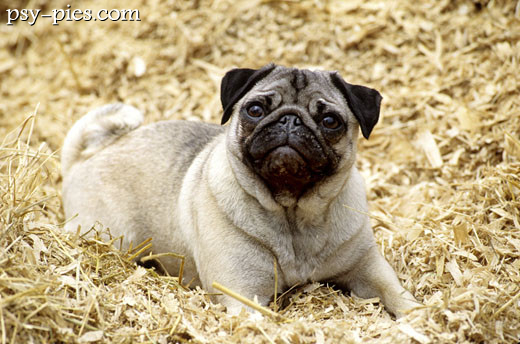 Mops